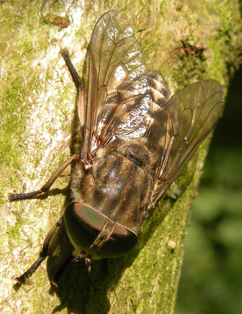 Tabanidae